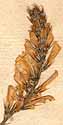 Hedysarum saxatile L., inflorescens x8