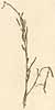 Hedysarum linifolium L., närbild, framsida x3