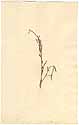 Hedysarum linifolium L., front