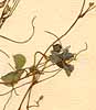 Hedysarum triflorum L., närbild x8