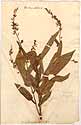 Hedysarum triquetrum L., front