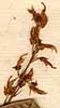 Hedysarum triquetrum L., flowers x8