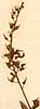 Hedysarum triquetrum L., inflorescens x5