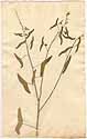 Hedysarum vespertiliones L., framsida
