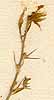 Hedysarum vespertiliones L., inflorescens x8