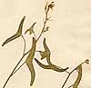 Hedysarum vespertiliones L., blomställning x3
