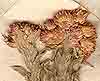 Helichrysum sanguineum Kostel., blomställning x8