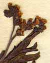 Heliotropium curassavicum L., flower x8
