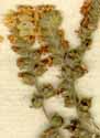 Heliotropium europaeum L., blomställning x8