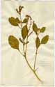 Heliotropium europaeum L., front