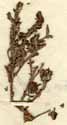 Heliotropium fruticosum L., close-up x3