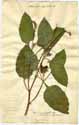 Heliotropium indicum L., framsida