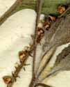 Heliotropium indicum L., blomställning x8