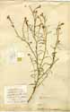 Heliotropium orientale L., framsida