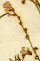 Heliotropium orientale L., blomställning x8