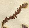 Heliotropium parviflorum L., blomställning x8