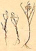 Heliophila pusilla Linn. f., close-up, front