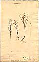 Heliophila pusilla Linn. f., front