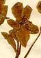 Helleborus canadensis L., blomställning x8