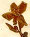 Helleborus canadensis L., inflorescens x8