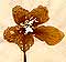 Helleborus niger L., inflorescens x8