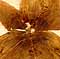 Helleborus niger L., blomställning x8