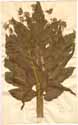 Heracleum sibiricum L., framsida