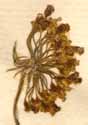 Heracleum sibiricum L., inflorescens x8