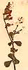 Hermannia alnifolia L., närbild, framsida x6