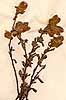 Hermannia hyssopifolia L., close-up, front x4