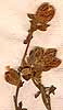 Hermannia hyssopifolia L., inflorescens x6