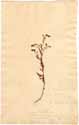 Hermannia pinnata L., framsida