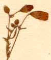 Hermannia pinnata L., blomställning x8