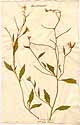 Hesperis africana L., front
