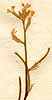 Hesperis africana L., blomställning x8