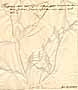 Hesperis africana L., baksida