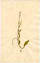 Hesperis africana L., framsida