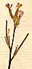 Hesperis africana L., inflorescens x8