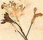 Hesperis inodora L., blomställning x8