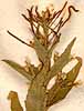 Hesperis matronalis L., blomställning x8