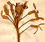 Hesperis tristis L., blomställning x5