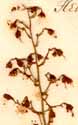 Heuchera americana L., inflorescens x6