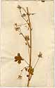 Hibiscus abelmoschus L., front