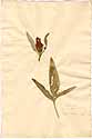 Hibiscus fraternus L., framsida