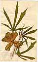 Hibiscus manihot L., front