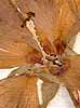 Hibiscus manihot L., närbild, blomma x8