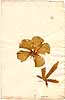 Hibiscus manihot L., front