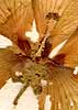 Hibiscus manihot L., närbild, blomma x8