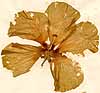 Hibiscus manihot L., blomma x5