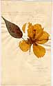 Hibiscus moscheutos L., framsida